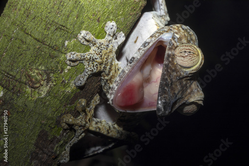 Obraz na płótnie Fat-tail Gecko Uroplatus fimbriatus threatens its mouth open, Nosy Mangabe, Madagascar w salonie