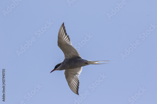 Farne Island Terns