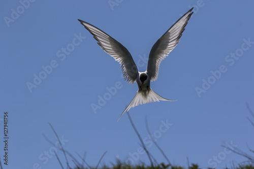 Farne Island Terns