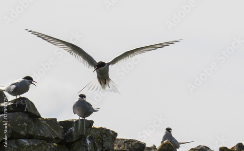 Farne Island Terns