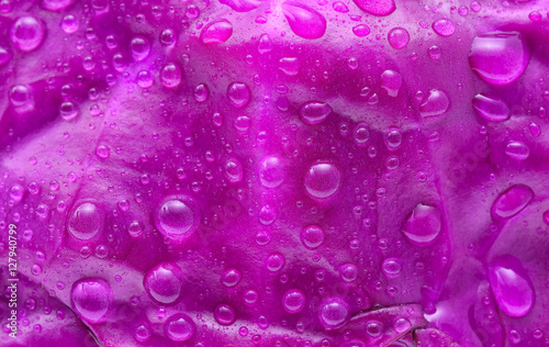 Purple cabbage with water drops background.