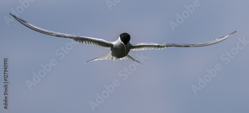 Farne Island Terns