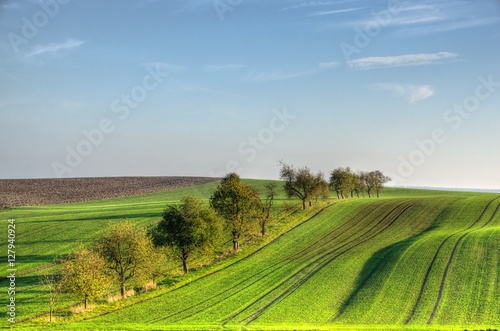 Felder mit Saat im Herbst photo