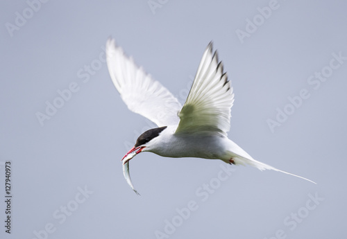 Farne Island Terns