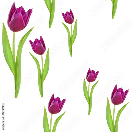 seamless repeated pattern pink purple tulip