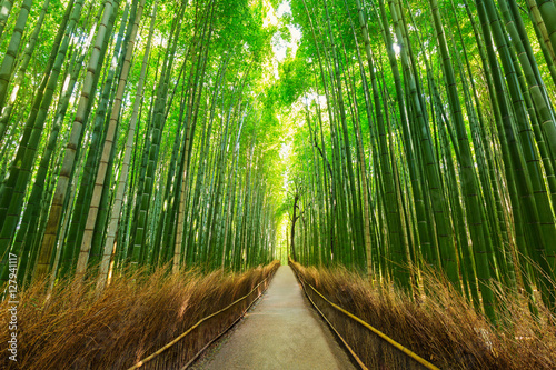 Arashiyama bamboo forest in Kyoto Japan photo