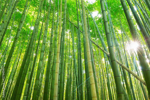 Arashiyama bamboo forest in Kyoto Japan