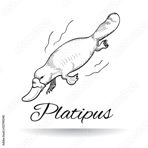 Platipus icon in doodle style. Logotype for business. Vector illustration.