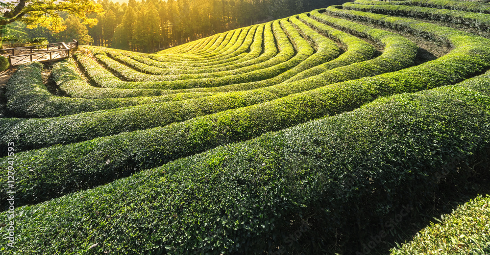 Daehandawon Green tea plantation in Boseong,South Korea.