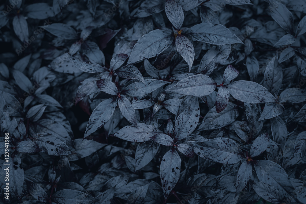 Dark Green leaves background Dark Green leaves background
