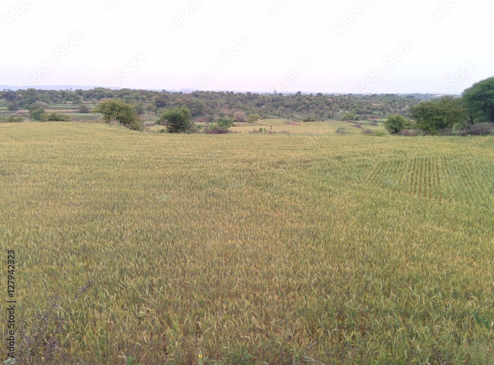 Wheat Farming in a Plateau area
