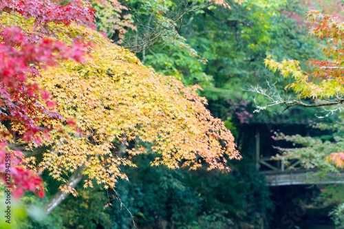 Buttsuuji is a temple famous for colored leaves. photo