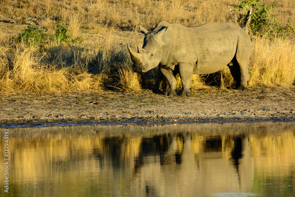 Male White Rhinoceros Drinking, Reflection, South Africa Male White Rhinoceros Drinking, Reflection, South Africa