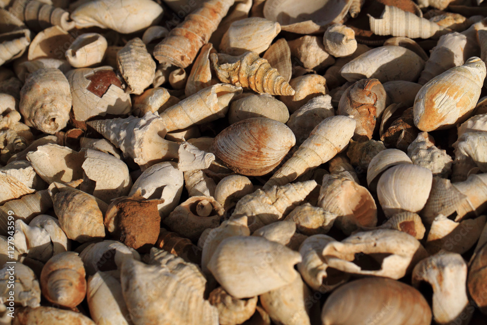 shell fosils texture