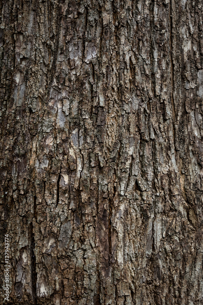 Wooden bark texture