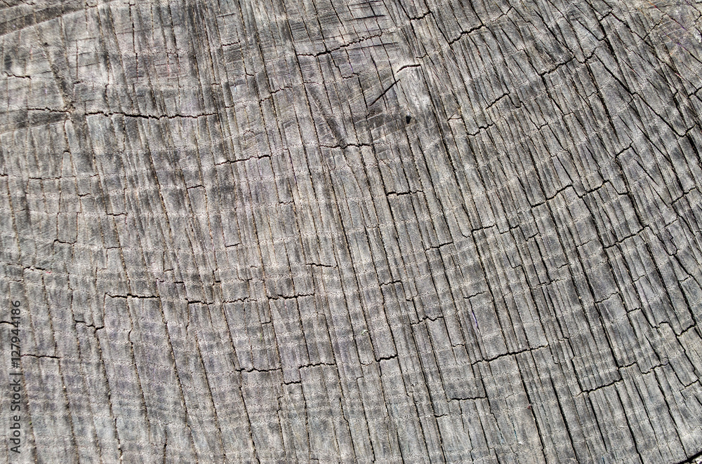 Fototapeta premium Old cracked stump closeup