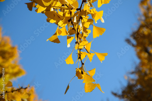Photography Gingko Leaves in sunny day. Selective focus.