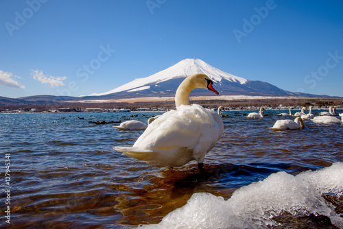 Swan in front of Mount Fuji at Lake Yamanaka