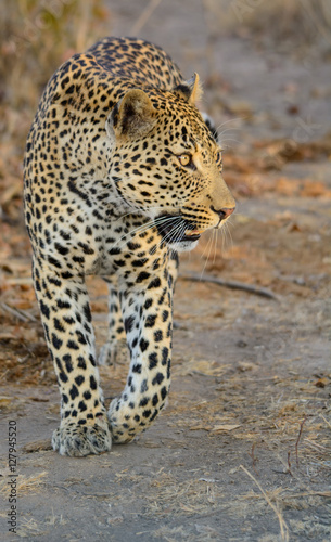Male Leopard Walking, Sabi Sand Game Reserve, South Africa
