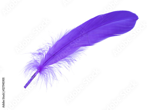 soft fluffy bird feather isolated on white