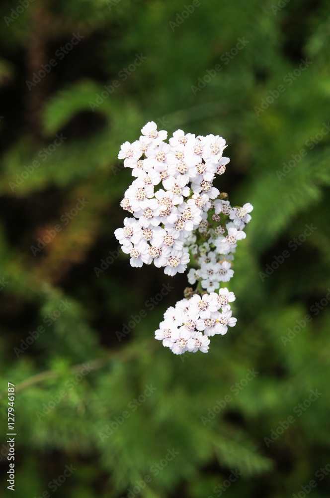 Achillea millefolium many white flowers Achillea millefolium many white flowers