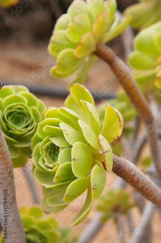 Bunch of green Aeonium decorum succulent plant  photo