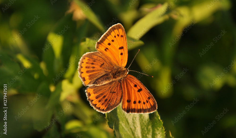Obraz premium Common copper(Lycaena phlaeas)