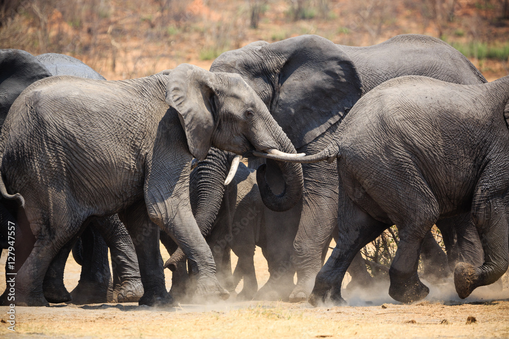 Fototapeta premium Elephants in Bwabwata National Park - Namibia