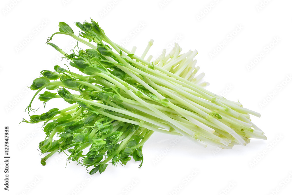 fresh snow pea sprouts isolated on white background fresh snow pea sprouts isolated on white background