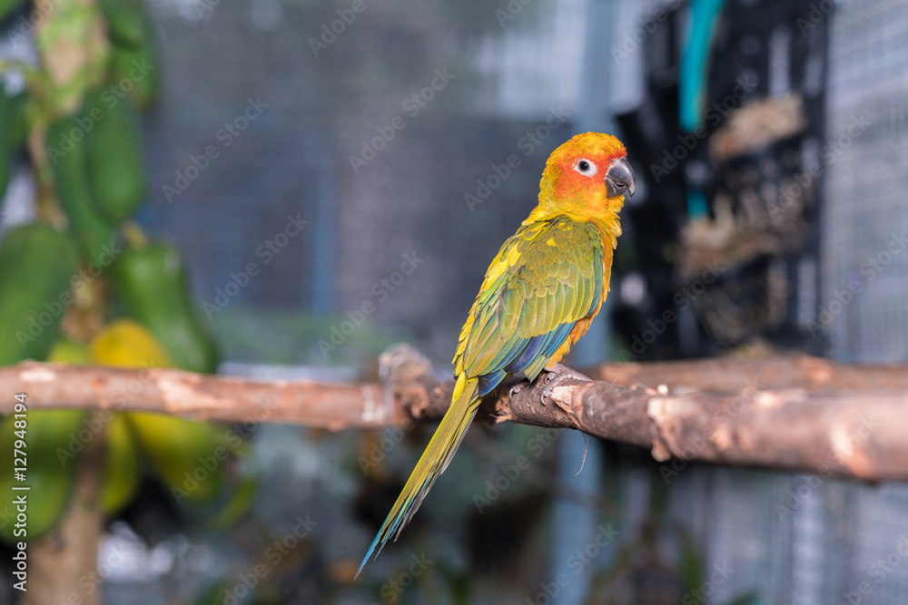 Sun Parakeet or Sun Conure, the beautiful parrot bird with nice feathers details.
Colorful parrot sitting on a tree branch