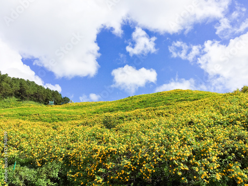 Mexican sunflower on the hill at Mae Hong Sorn  Thailand.