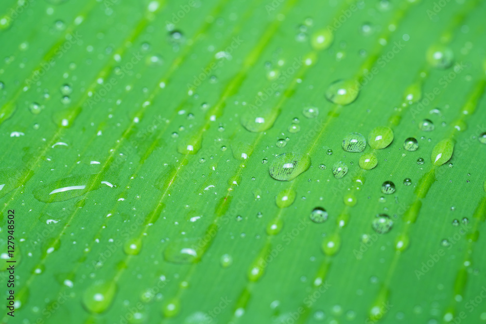 Water droplets on a banana leaf, Nature green background.
Drops on a green leaf : dew on green leaf in macro. Water droplets on a banana leaf, Nature green background.
Drops on a green leaf : dew on green leaf in macro.