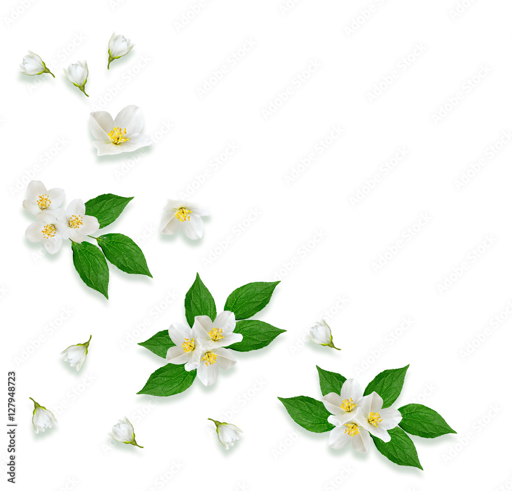 Obraz premium Twig bright white jasmine flowers. Spring composition.