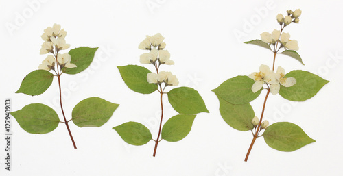 Picture of dried flowers in several variants
Herbarium from dried blossoming flower arranged in a row.