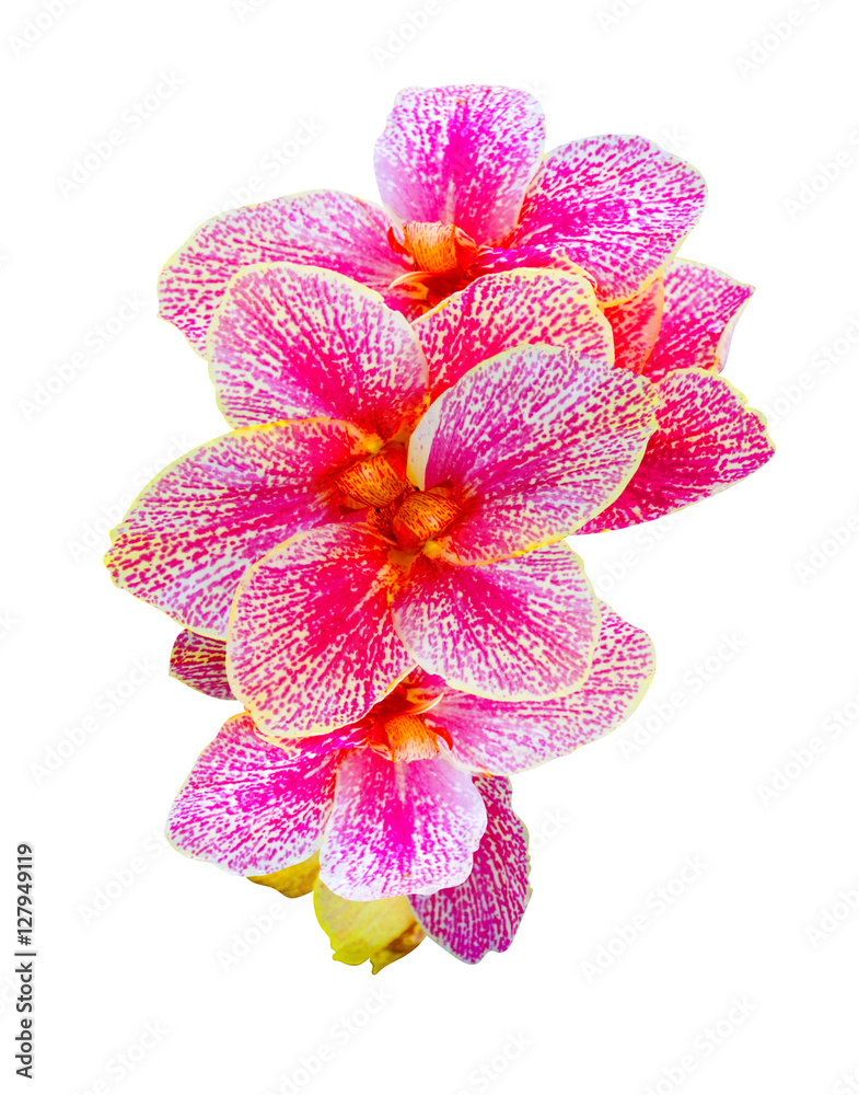 Canna Lily. Beautiful Canna Indica flowers clipping on white bac Canna Lily. Beautiful Canna Indica flowers clipping on white bac