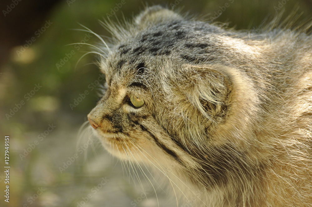 Obraz premium Manul