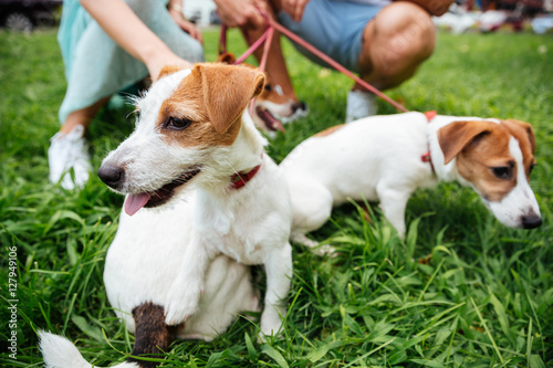Portrait of three jack russels dogs on leash outdoors