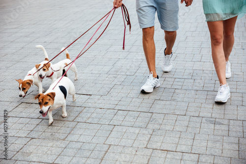 Couple walking three jack russell dogs on the street