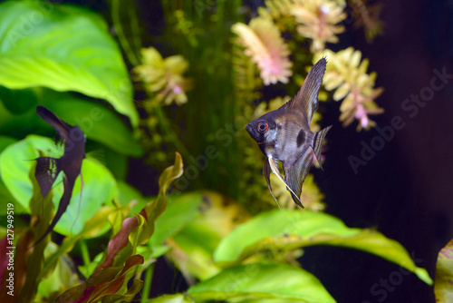angelfish pterophyllum scalare aquarium fish