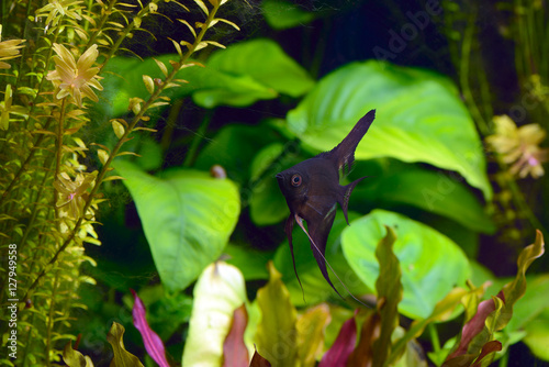 Εκτύπωση καμβά angelfish pterophyllum scalare aquarium fish