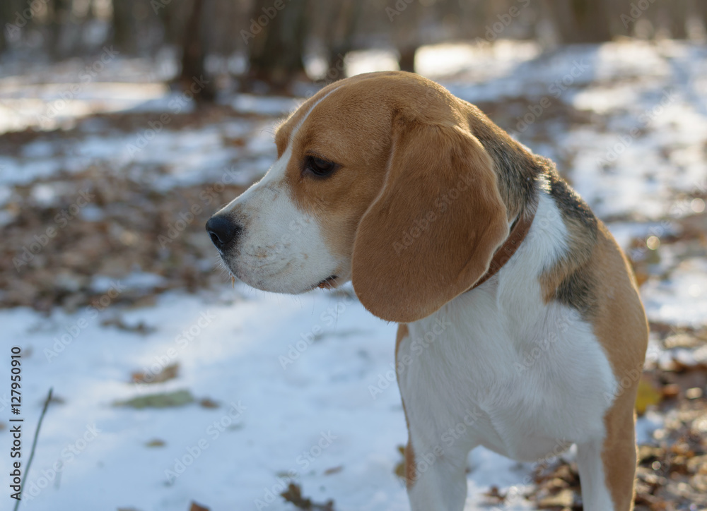 Портрет собаки породы бигль крупным планом на прогулке в зимнем лесу