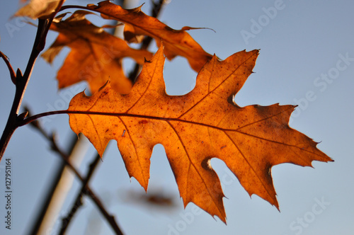 autmun oak leaves