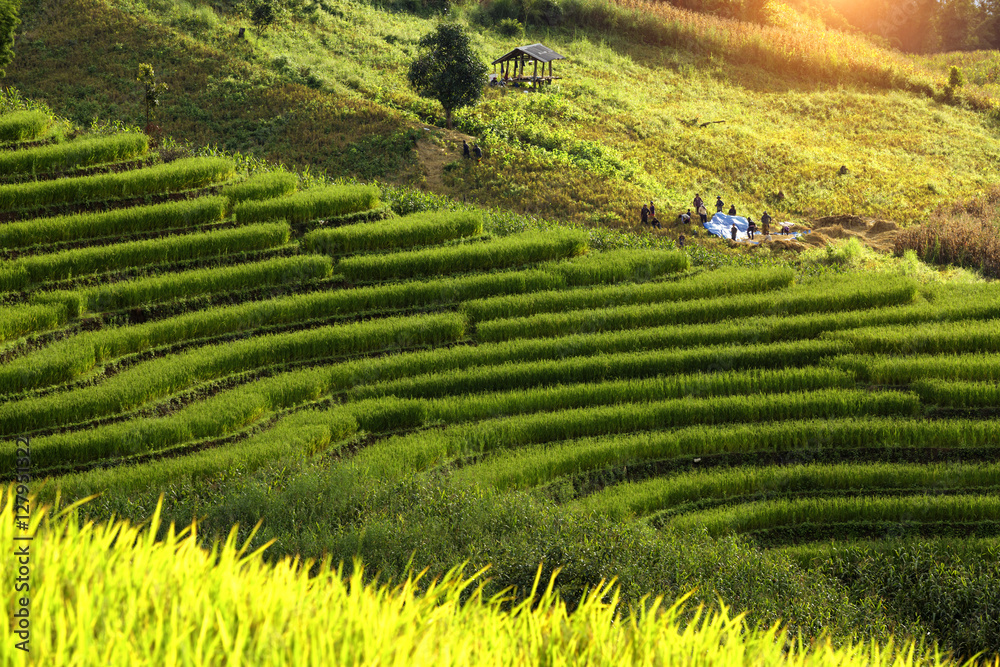 group of people working togerther at Rice terraces