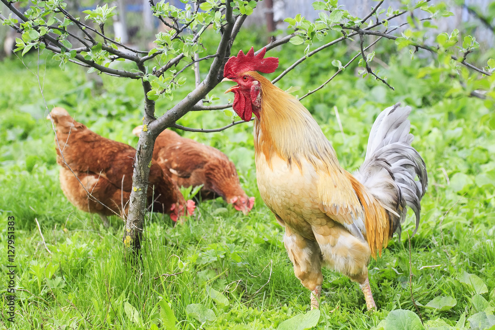 Fototapeta premium beautiful rooster and chicken walking on green grass on the farm in the summer