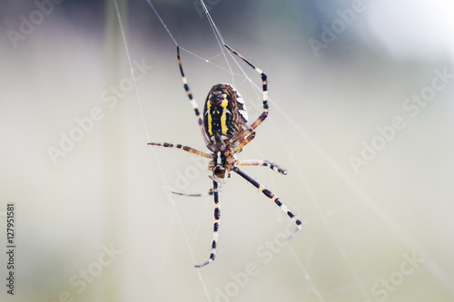 terrible garden-spider spun their sticky webs among grasses