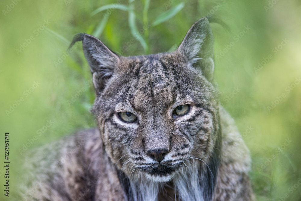 Lince ibérico Lince ibérico