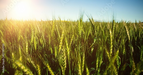Scenic view of green wheat field