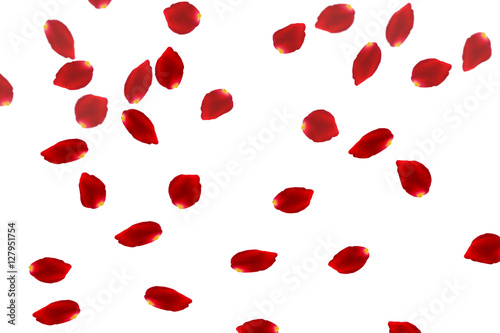 Obraz na plátně wafting petals