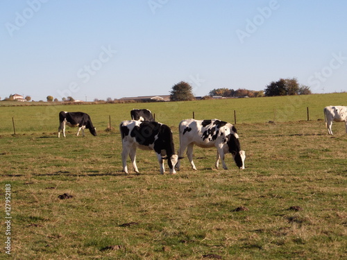 Cow standing on green field