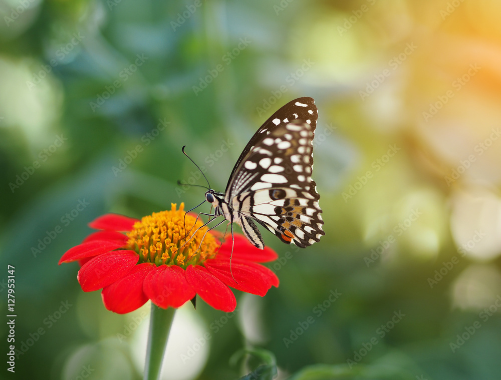 Butterfly on red Zinnia Flowers or Maxican sunflower, Selective Butterfly on red Zinnia Flowers or Maxican sunflower, Selective